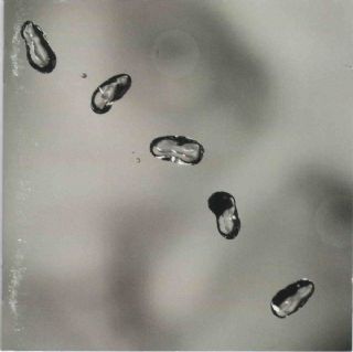 CD Peter Gabriel - Up (Genesis)